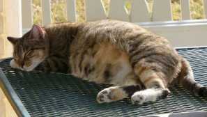 Бременност при котки и кучета